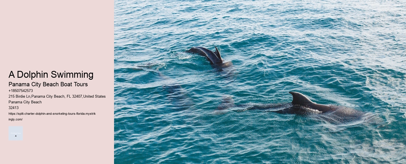 A Dolphin Swimming Panama City Beach Boat Tours A Dolphin Swimming