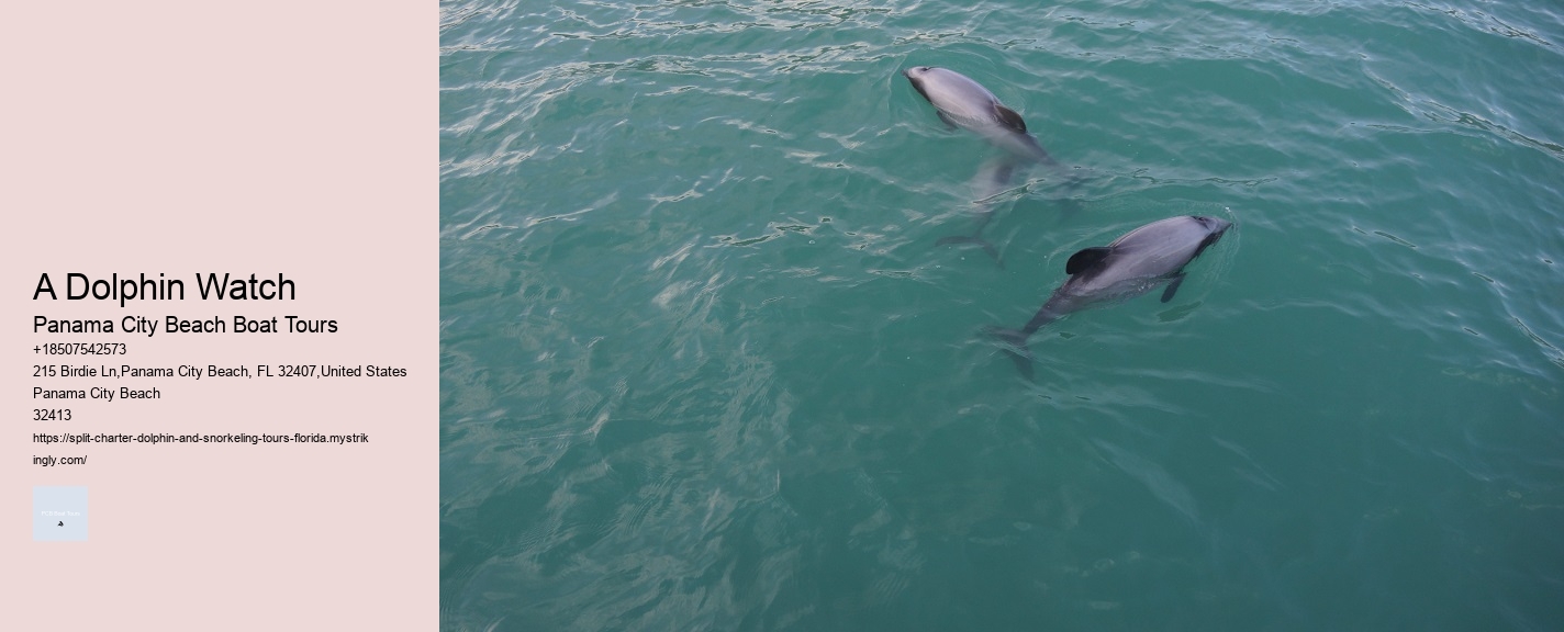 How Long Does It Take To Swim With Dolphins