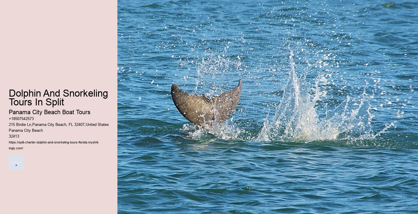 Split Adrenaline-pumping Dolphin And Snorkeling Adventures