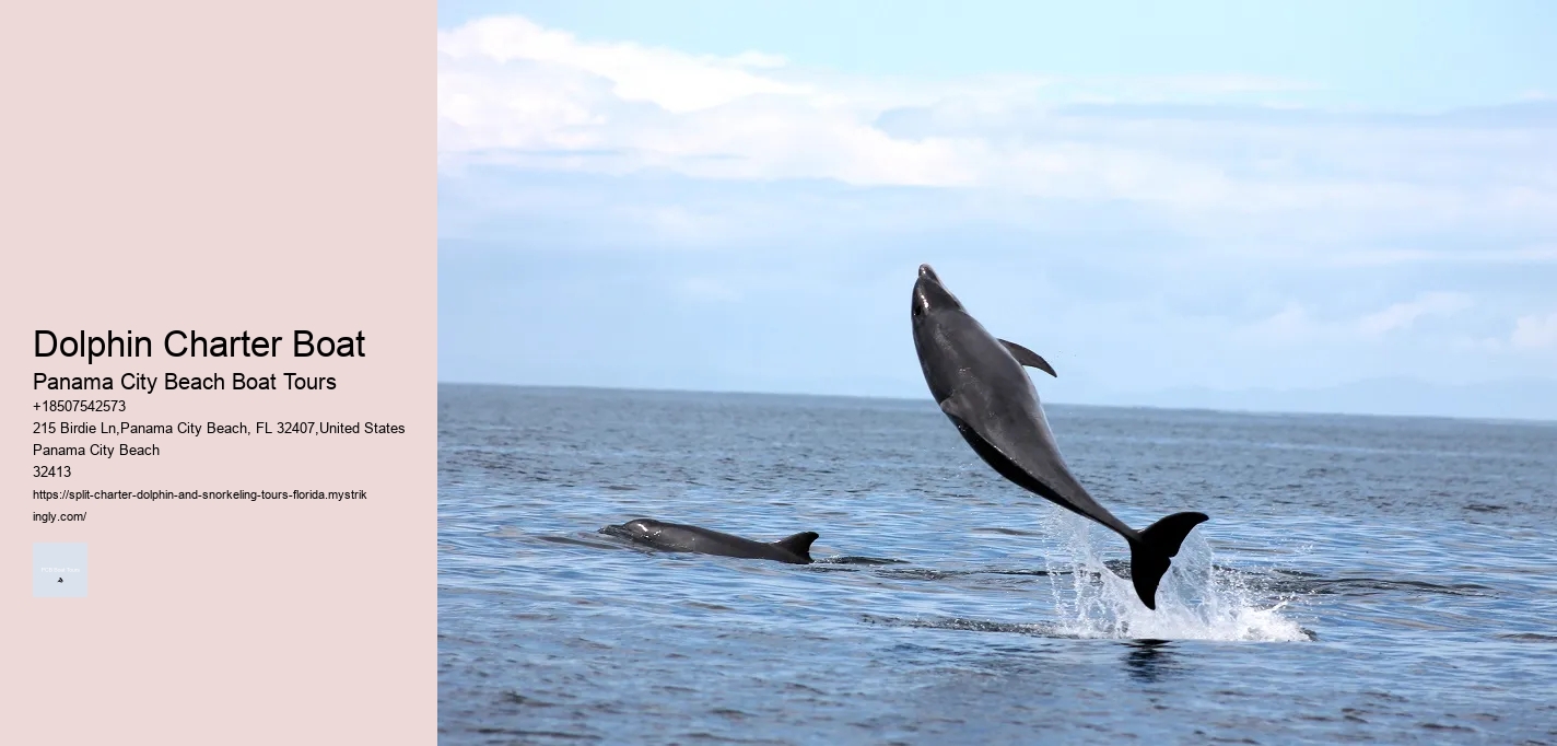 Dolphin Charter Boat Panama City Beach Boat Tours Dolphin Charter Boat