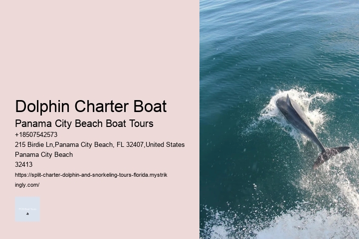 What Is The Difference Between Dolphin Encounter And Dolphin Swim