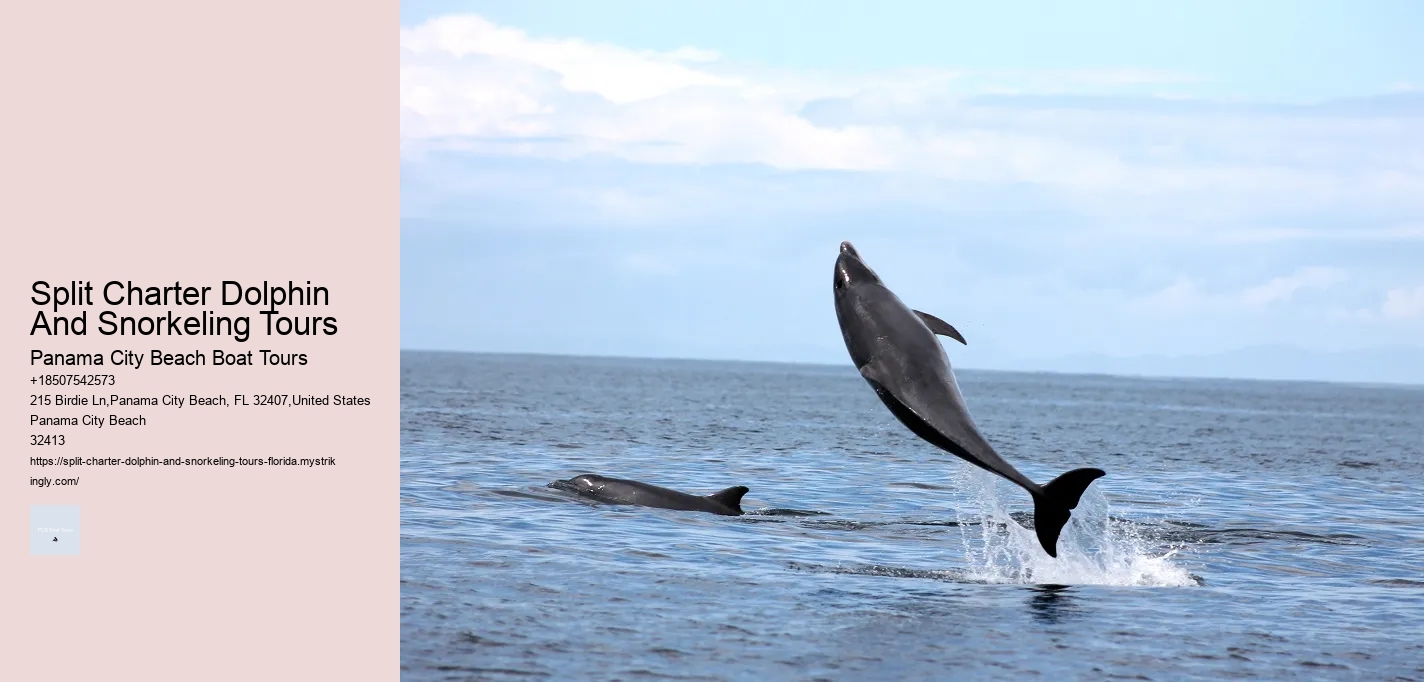Dolphin Charter Near Me