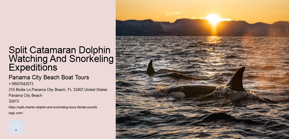 Can The Dolphin Pool Cleaner Get Wet