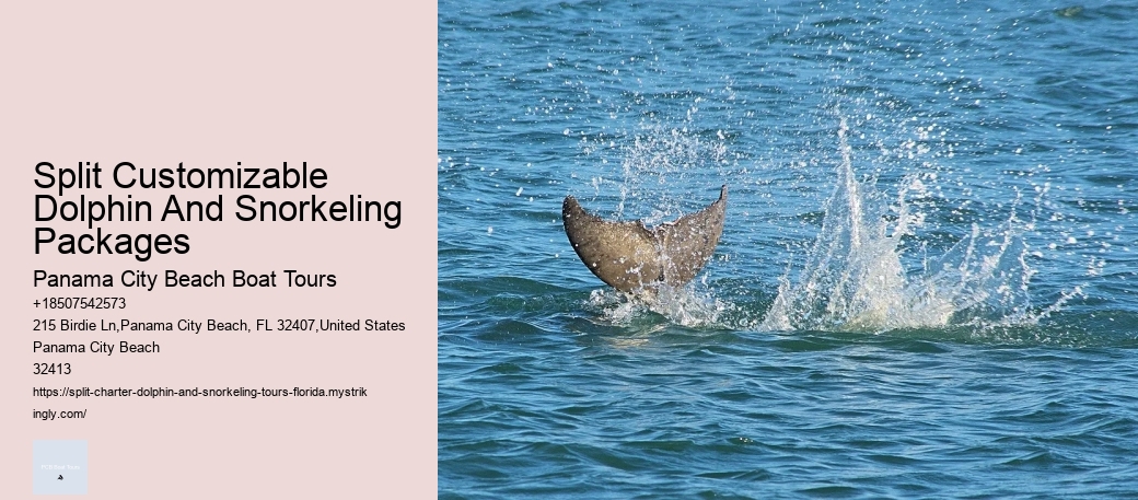 Split Customizable Dolphin And Snorkeling Packages Panama City Beach Boat Tours Split Customizable Dolphin And Snorkeling Packages
