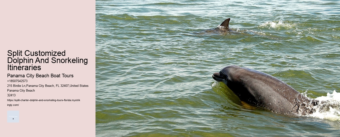 Split Luxury Snorkeling And Dolphin Experiences