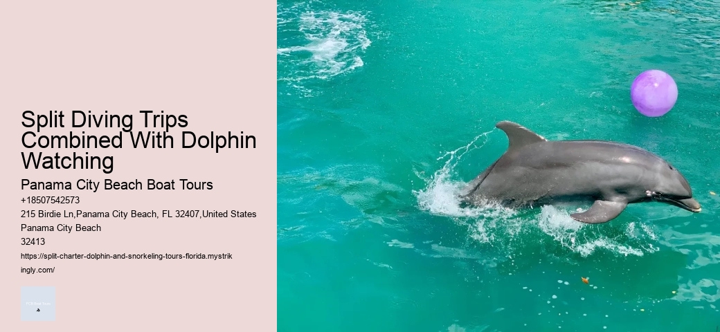 Split Speedboat Tours For Dolphin Spotting And Snorkeling