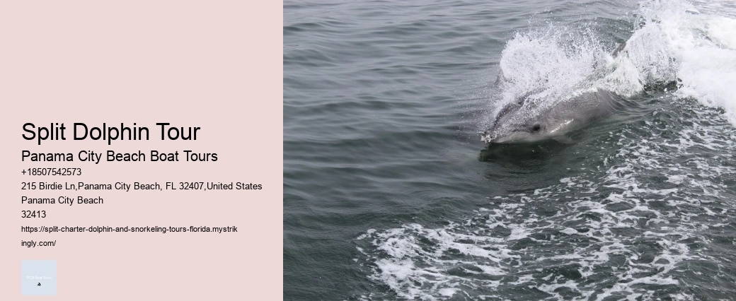 What To Do If A Dolphin Is Stranded On A Beach