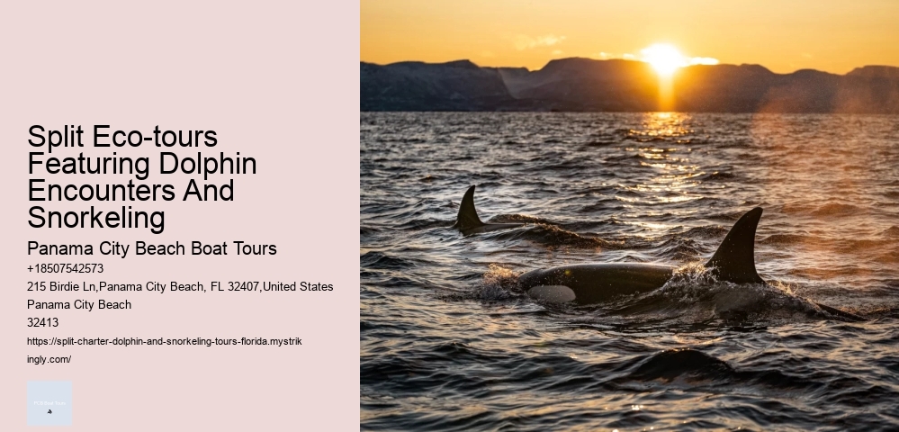 What To Expect When You Go Swimming With Dolphins