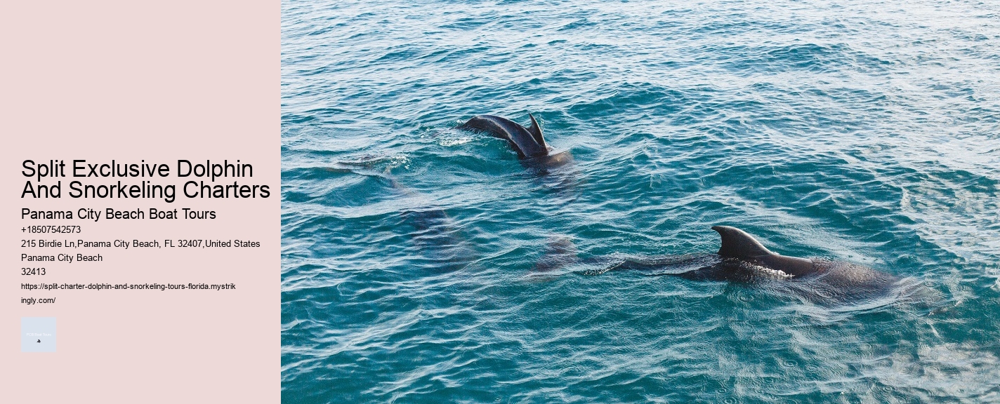 Snorkeling Excursions With Dolphin Sightings In Split
