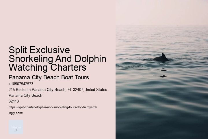 Split Exclusive Snorkeling And Dolphin Watching Charters