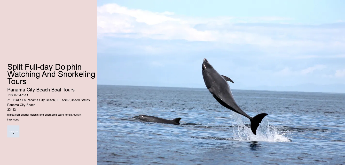 The Magic Of Dolphin Watching: Best Times And Locations