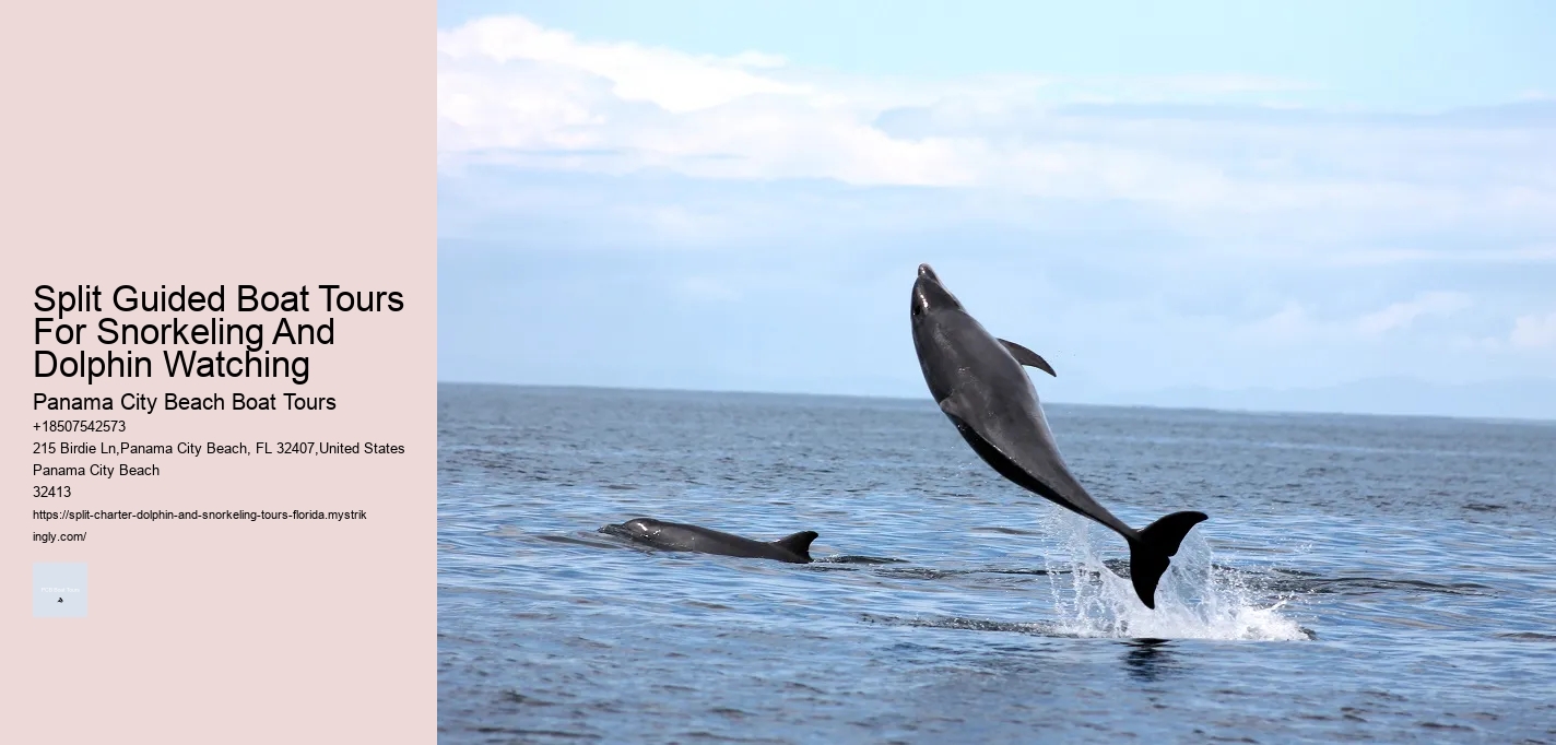 Are Dolphins Aggressive Towards Humans