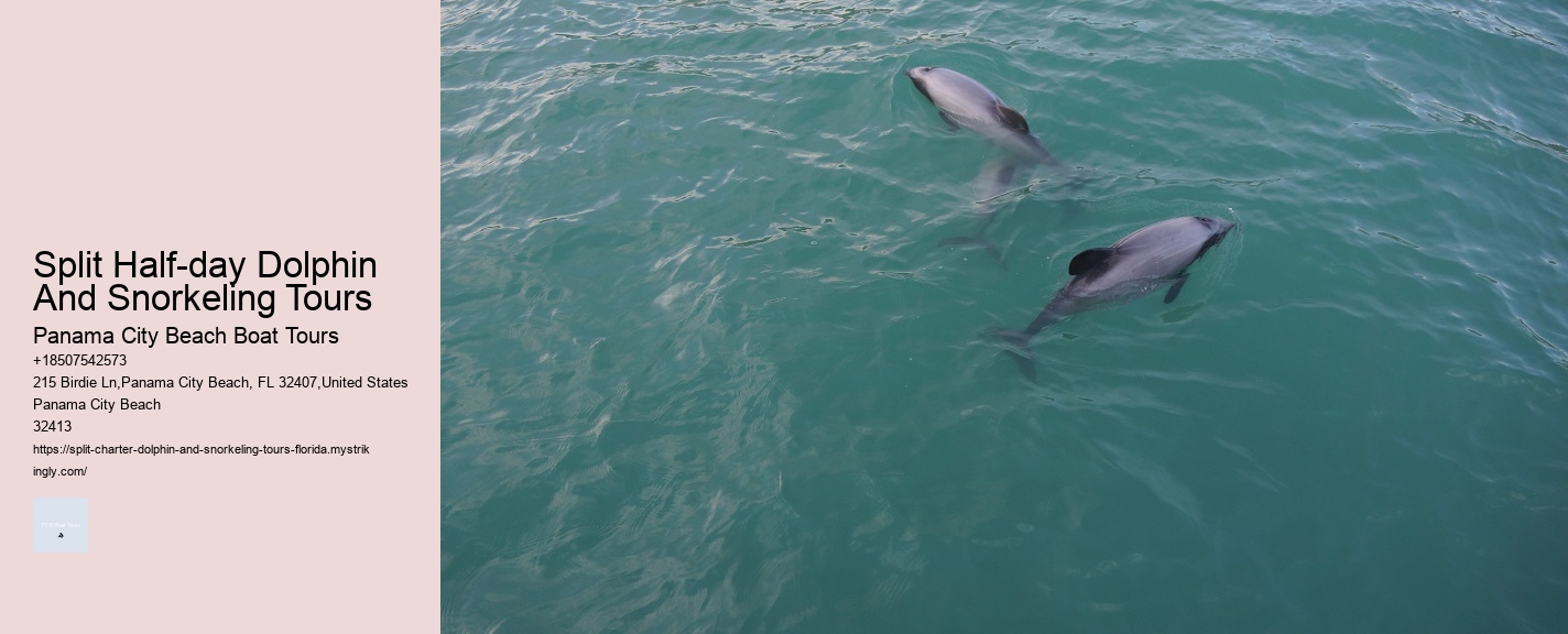 Split Vip Snorkeling And Dolphin Watching Tours