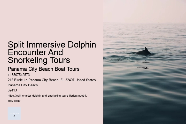 Split Immersive Dolphin Encounter And Snorkeling Tours