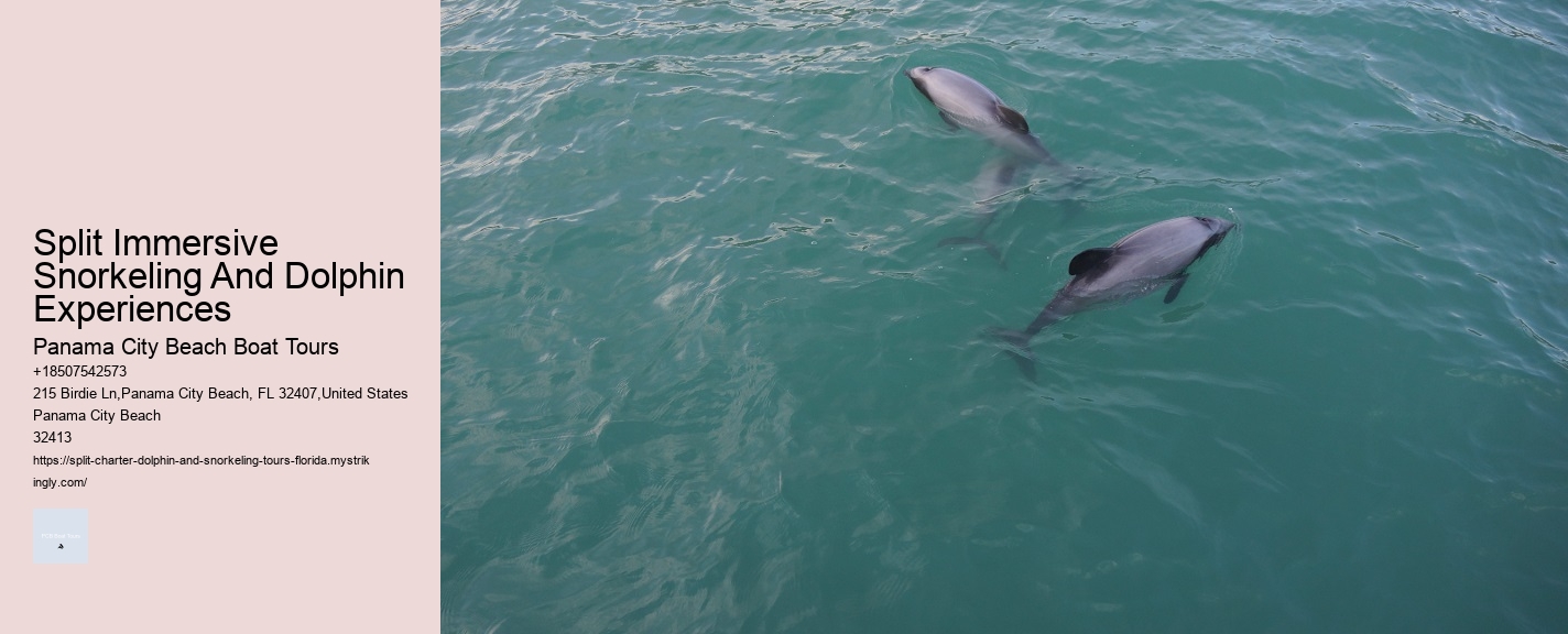 Split Immersive Snorkeling And Dolphin Experiences Panama City Beach Boat Tours Split Immersive Snorkeling And Dolphin Experiences