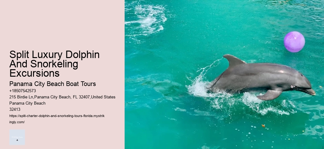 Can You Swim With Dolphins In Playa Del Carmen