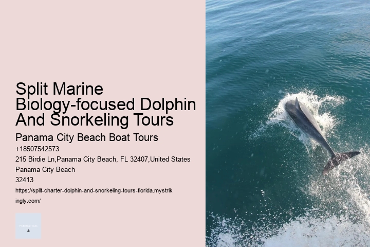 2 Hour Dolphin Cruise