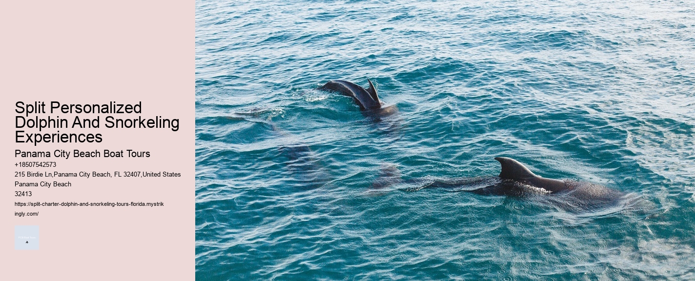 Split Personalized Dolphin And Snorkeling Experiences Panama City Beach Boat Tours Split Personalized Dolphin And Snorkeling Experiences