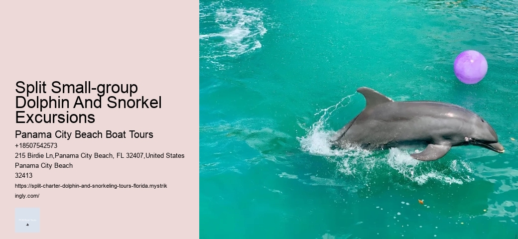 Dolphin Cruise