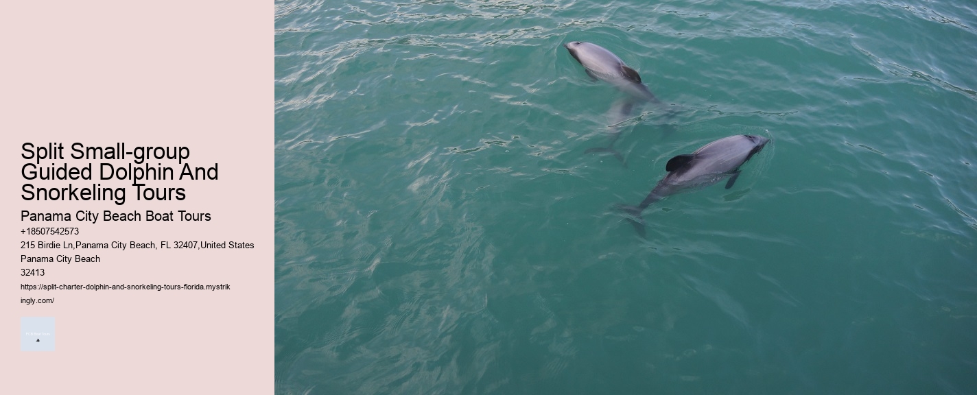 Split Small-group Guided Dolphin And Snorkeling Tours