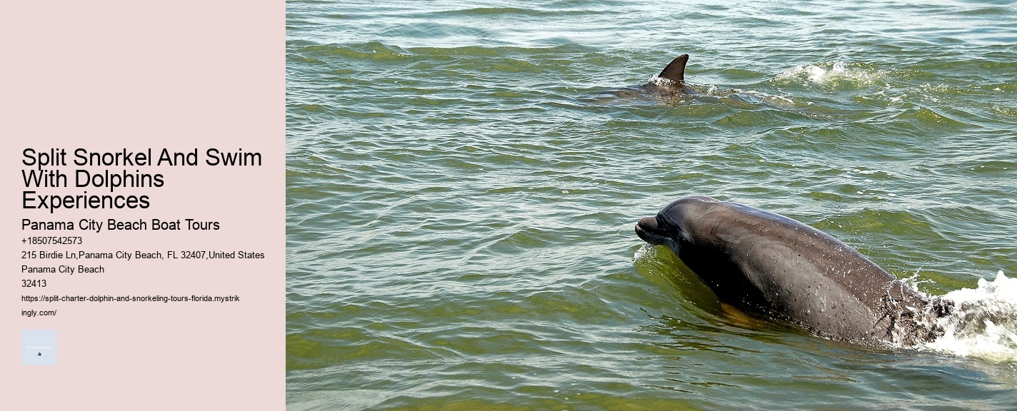 Split Snorkel And Swim With Dolphins Experiences Panama City Beach Boat Tours Split Snorkel And Swim With Dolphins Experiences