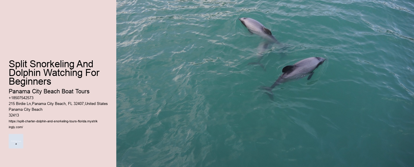 Split Wildlife Tours Featuring Dolphin Encounters And Snorkeling