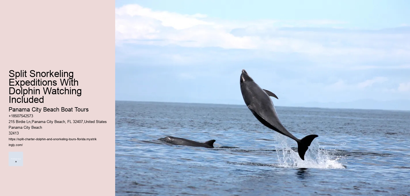 Split Snorkeling Expeditions With Dolphin Watching Included Panama City Beach Boat Tours Split Snorkeling Expeditions With Dolphin Watching Included