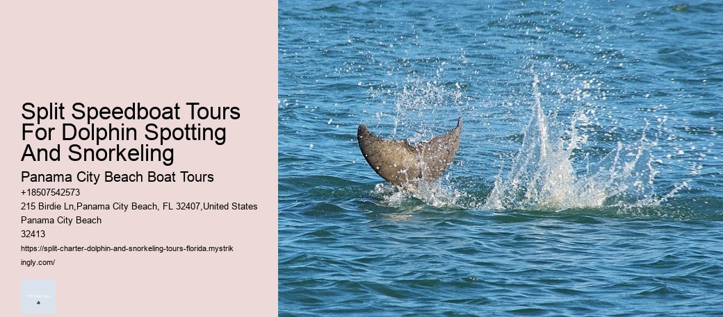 Split Speedboat Tours For Dolphin Spotting And Snorkeling Panama City Beach Boat Tours Split Speedboat Tours For Dolphin Spotting And Snorkeling
