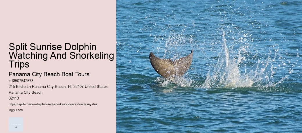 1 Dolphin