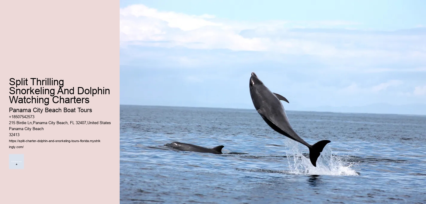 Split Thrilling Snorkeling And Dolphin Watching Charters Panama City Beach Boat Tours Split Thrilling Snorkeling And Dolphin Watching Charters