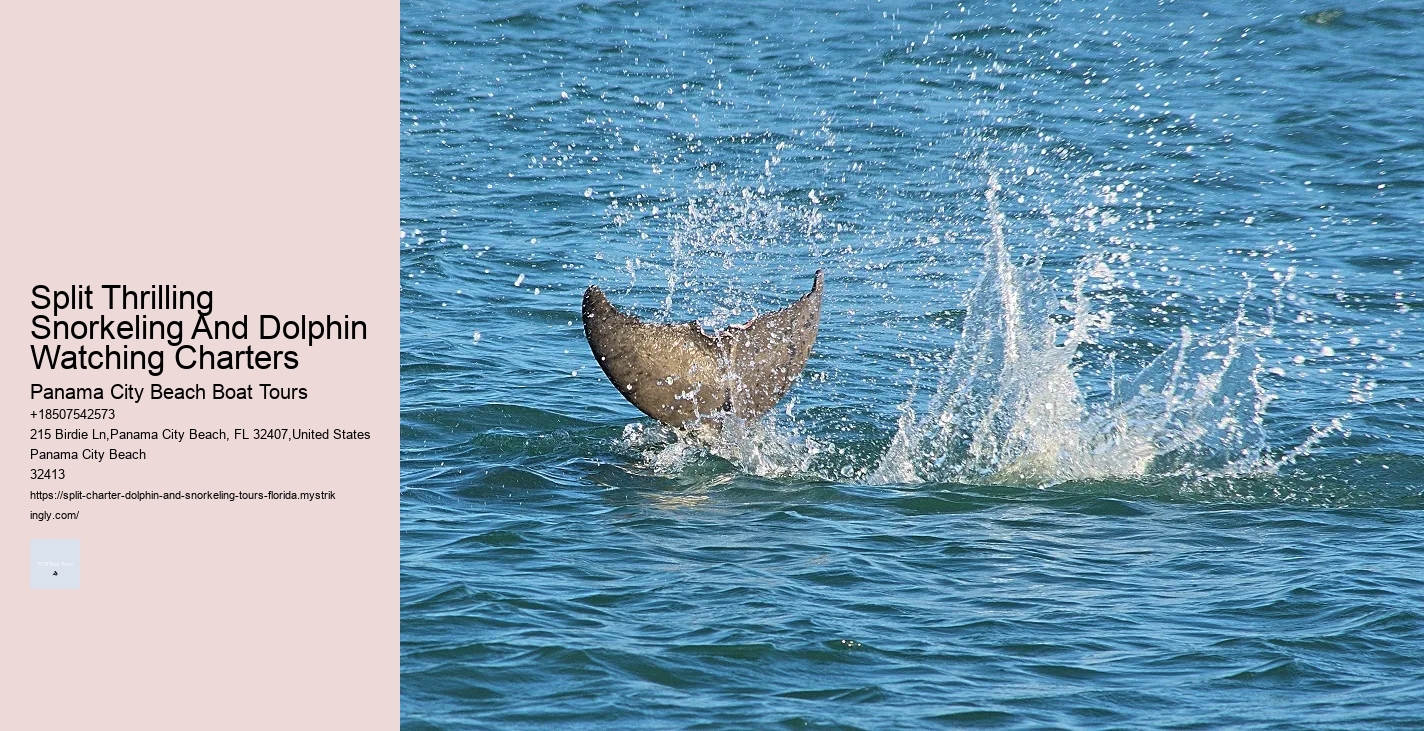 Dolphin And Snorkel Tours Inc