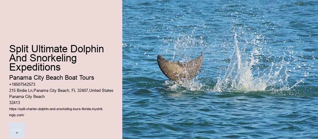Split Ultimate Dolphin And Snorkeling Expeditions Panama City Beach Boat Tours Split Ultimate Dolphin And Snorkeling Expeditions