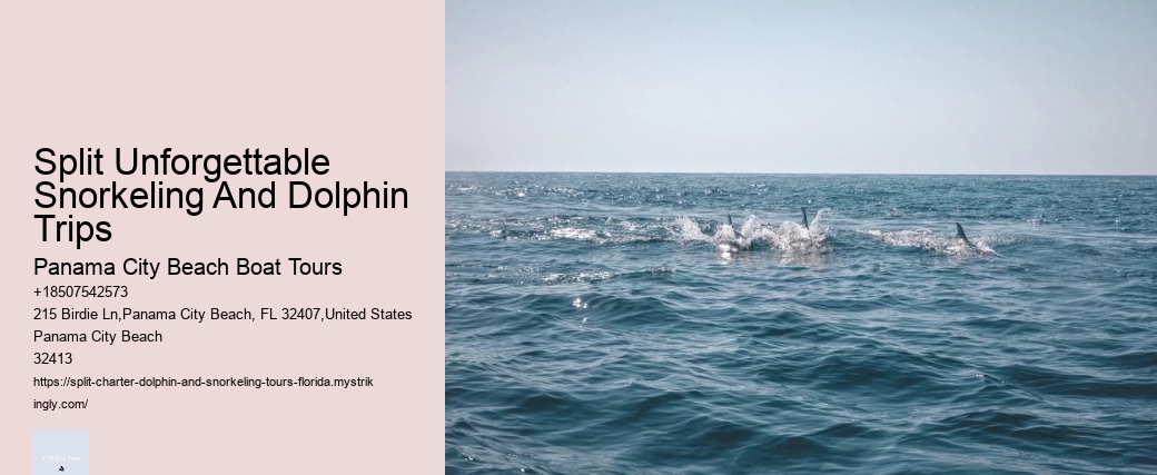 Split Unforgettable Snorkeling And Dolphin Trips