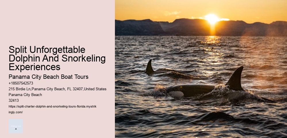 Do You Need To Know How To Swim To Swim With Wild Dolphins