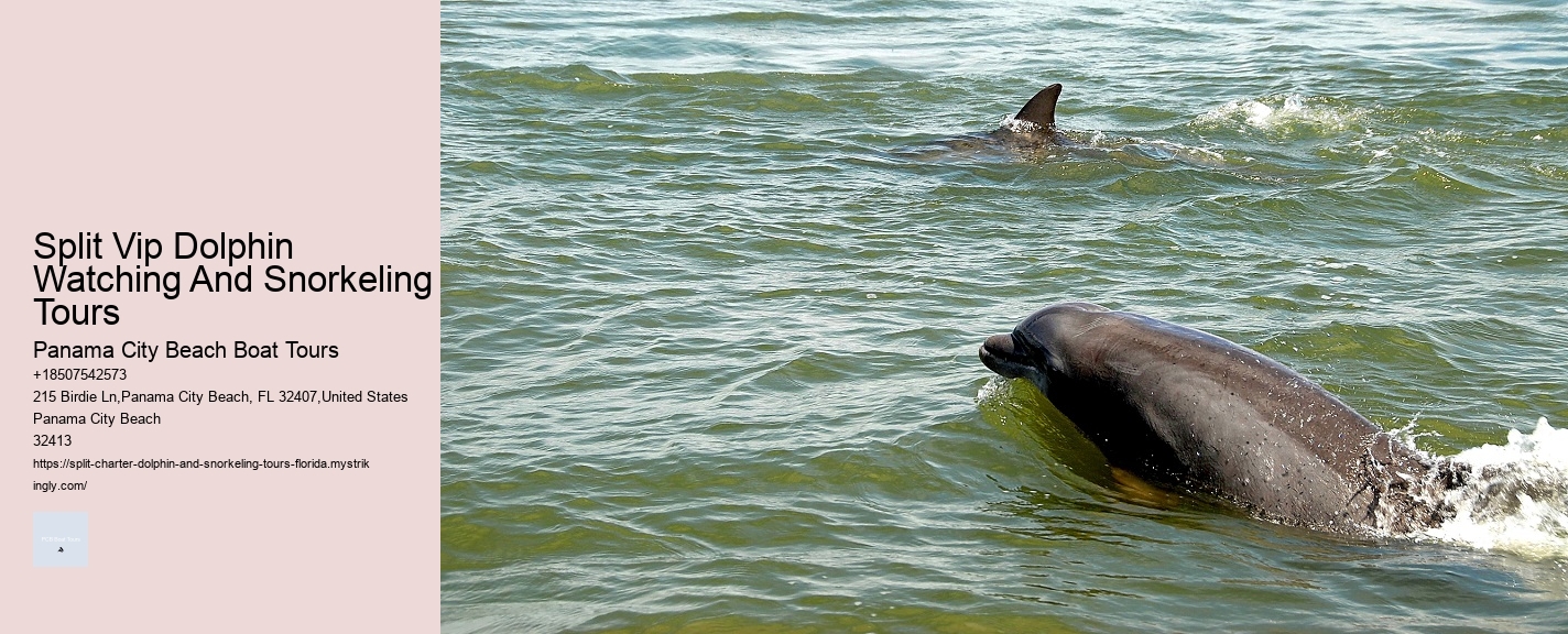 Split Vip Dolphin Watching And Snorkeling Tours Panama City Beach Boat Tours Split Vip Dolphin Watching And Snorkeling Tours