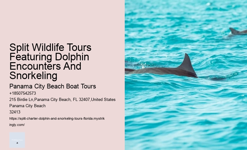 Split Charter Dolphin And Snorkeling