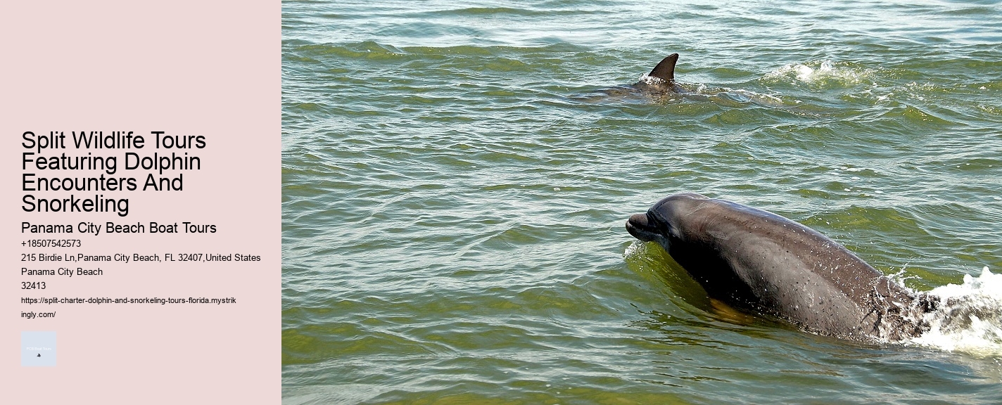 Split Wildlife Tours Featuring Dolphin Encounters And Snorkeling Panama City Beach Boat Tours Split Wildlife Tours Featuring Dolphin Encounters And Snorkeling